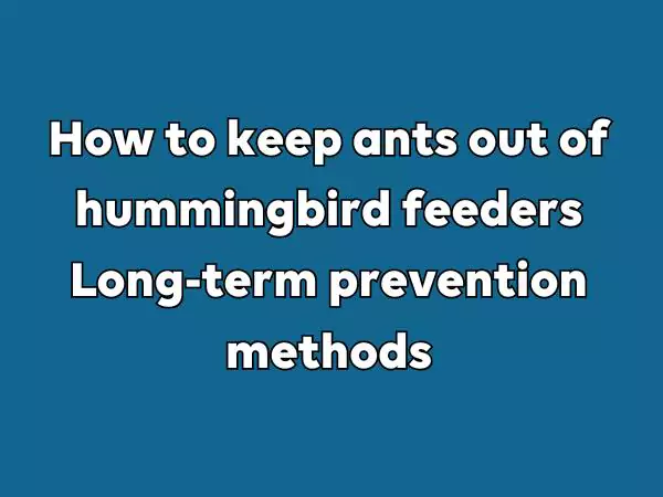 how to keep ants out of hummingbird feeders