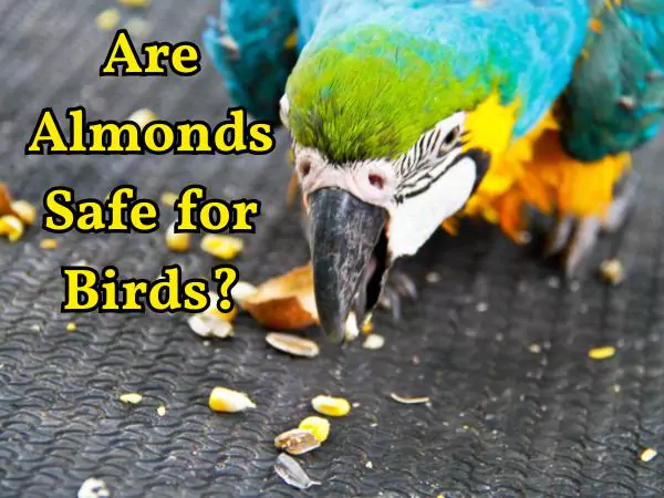 Can Birds Eat Almonds