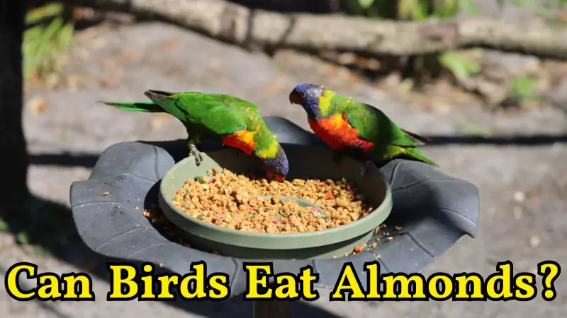 Can Birds Eat Almonds