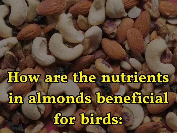 Can Birds Eat Almonds