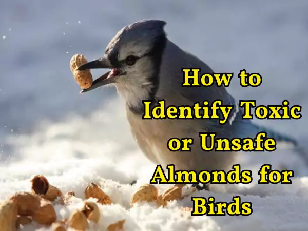 Can Birds Eat Almonds