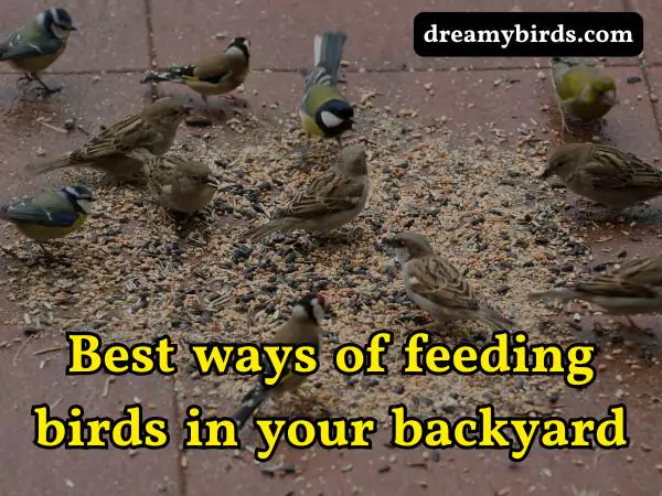 Feeding Birds in Your Backyard