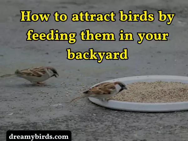 Feeding Birds in Your Backyard