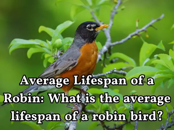 How Long Do Robin Live