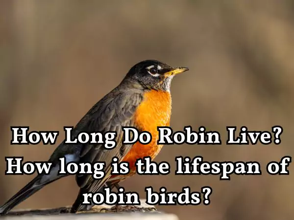 How Long Do Robin Live