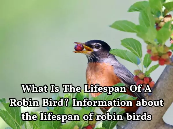 How Long Do Robin Live