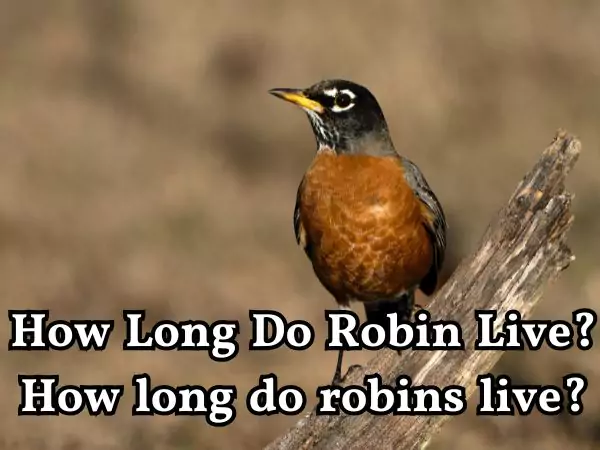 How Long Do Robin Live