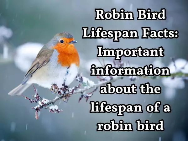 How Long Do Robin Live