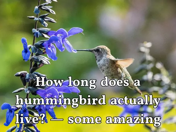 How long do hummingbirds live