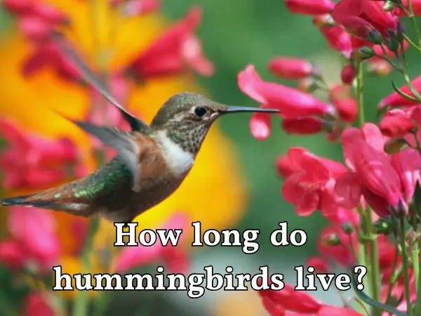 How long do hummingbirds live