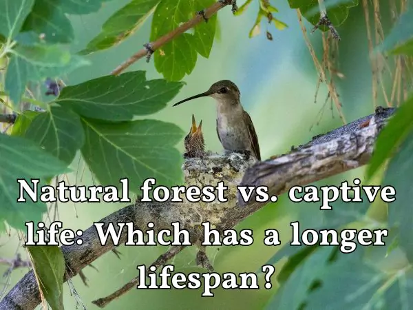 How long do hummingbirds live