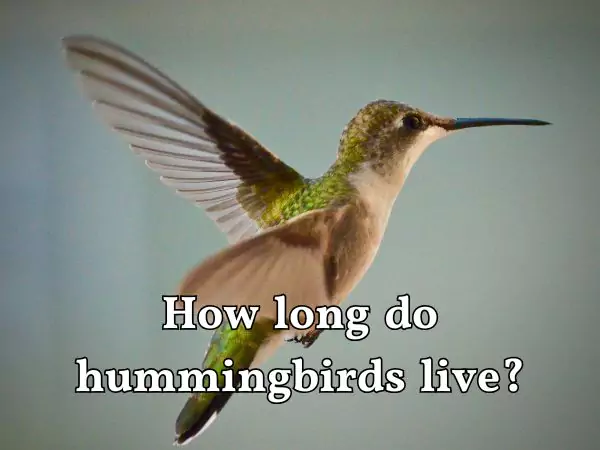 How long do hummingbirds live