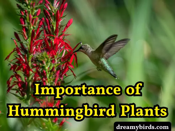 Hummingbird plants