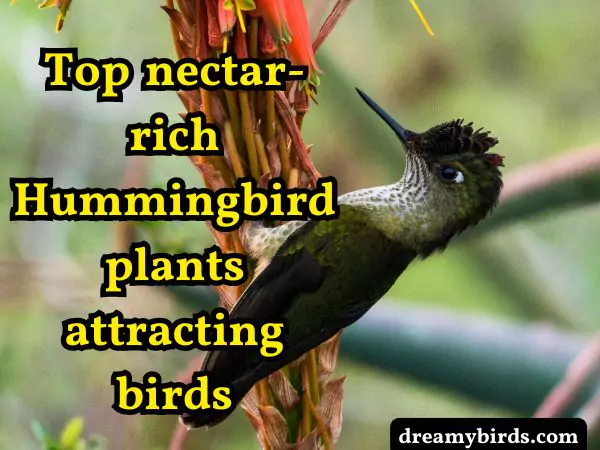 Hummingbird plants