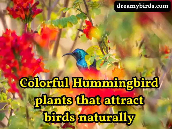Hummingbird plants