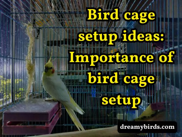 bird cage setup ideas