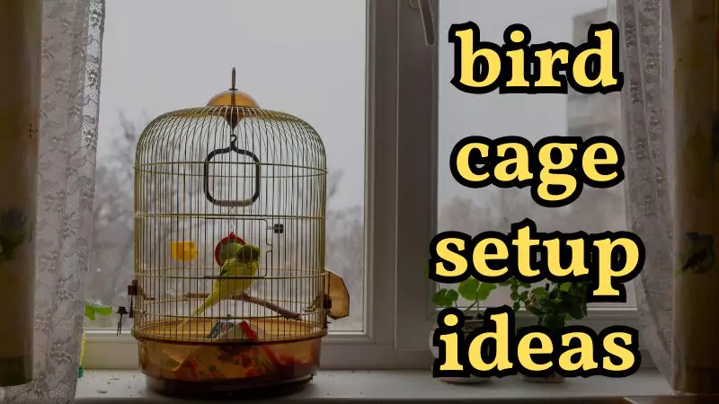bird cage setup ideas