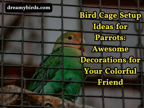 bird cage setup ideas