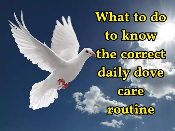 daily dove care