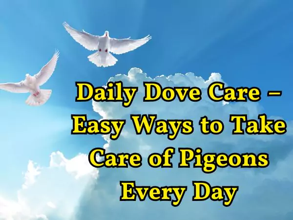daily dove care