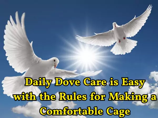 daily dove care