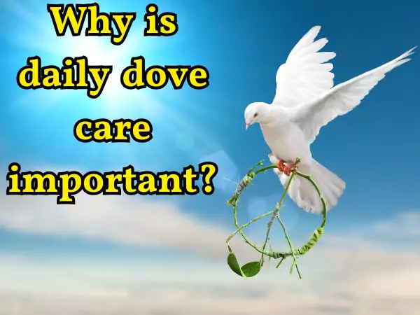 daily dove care