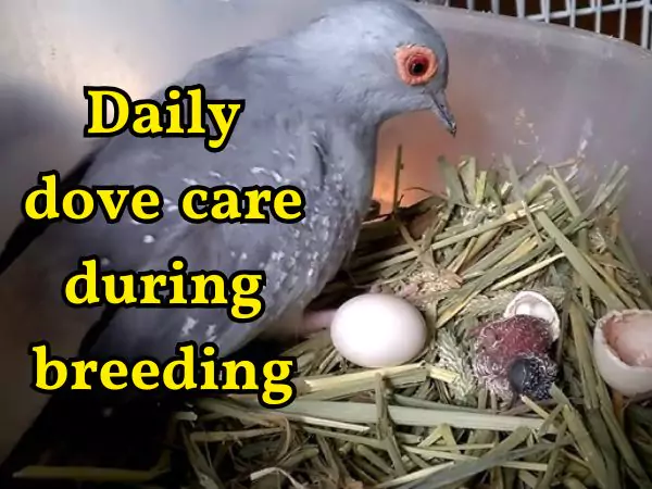 daily dove care