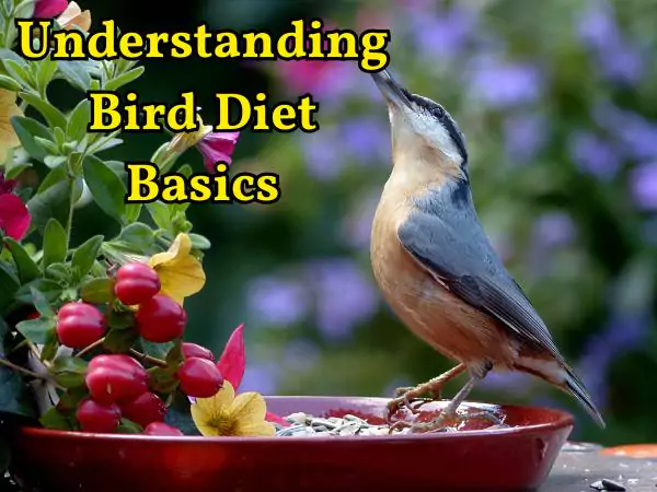 Can Birds Eat Cheese 