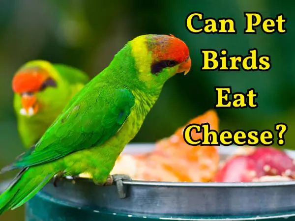 Can Birds Eat Cheese 