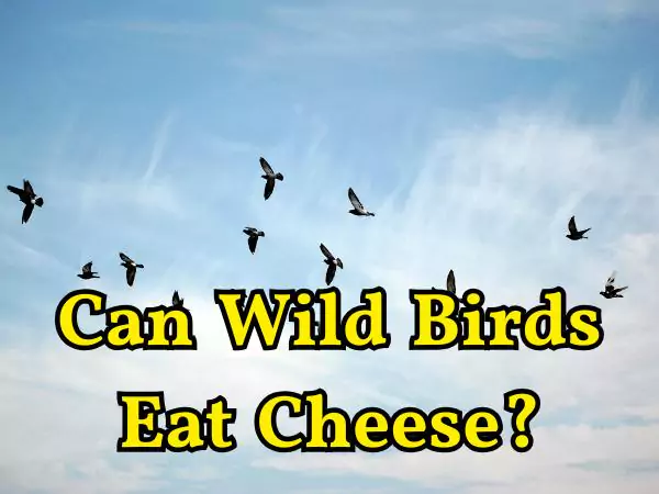 Can Birds Eat Cheese 