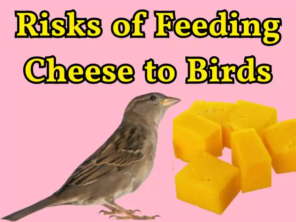 Can Birds Eat Cheese 