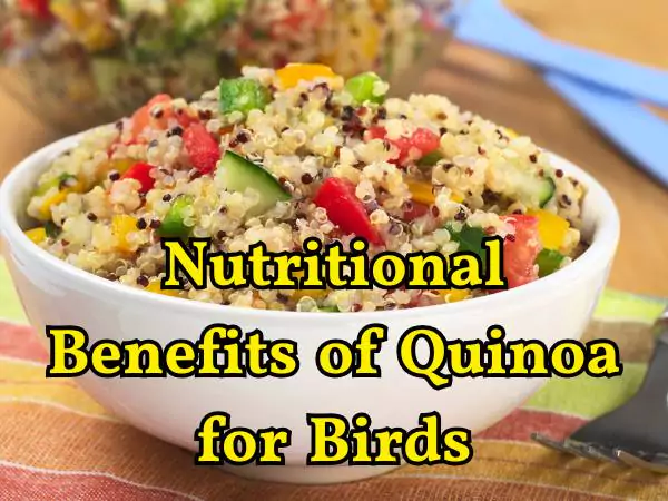 Can Birds Eat Quinoa
