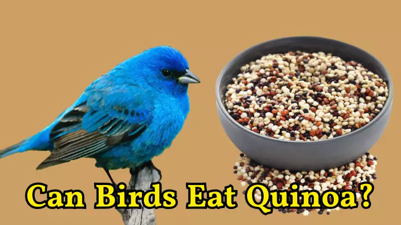 Can Birds Eat Quinoa?