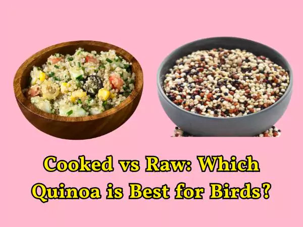 Can Birds Eat Quinoa
