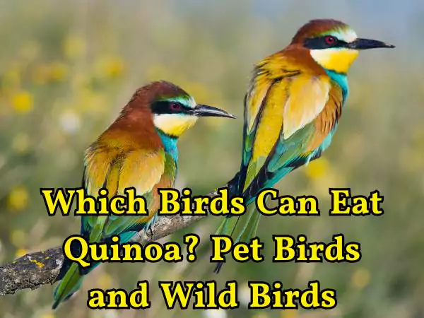 Can Birds Eat Quinoa