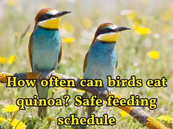Can Birds Eat Quinoa
