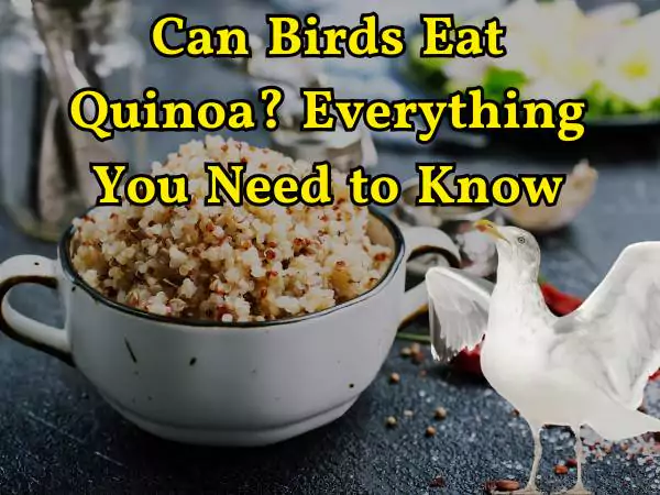 Can Birds Eat Quinoa