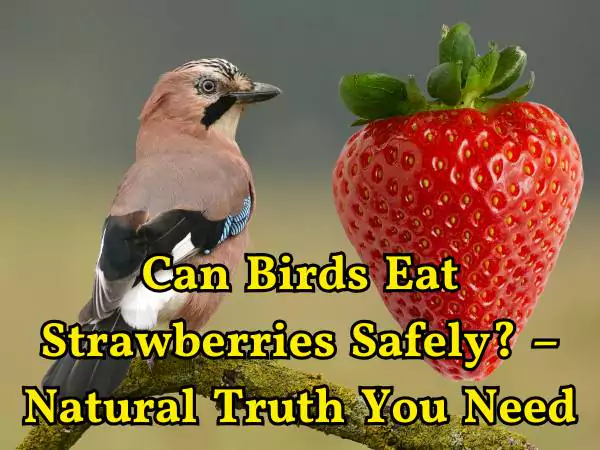 Can Birds Eat Strawberries