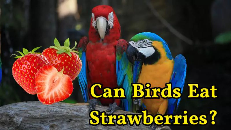 Can Birds Eat Strawberries