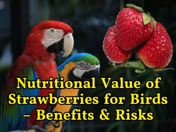 Can Birds Eat Strawberries