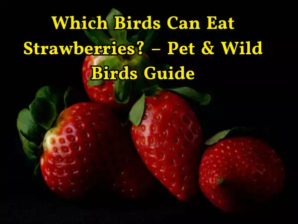 Can Birds Eat Strawberries
