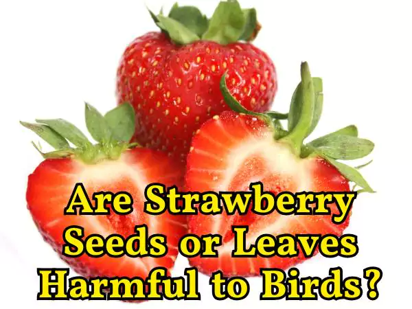Can Birds Eat Strawberries