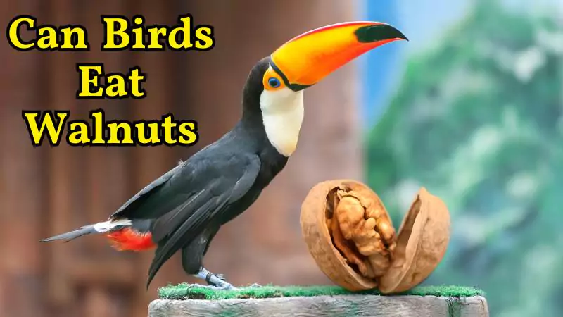 Can Birds Eat Walnuts