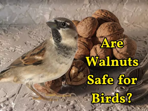 Can Birds Eat Walnuts