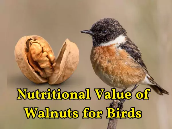 Can Birds Eat Walnuts