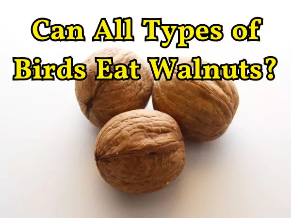 Can Birds Eat Walnuts