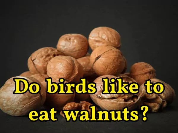 Can Birds Eat Walnuts