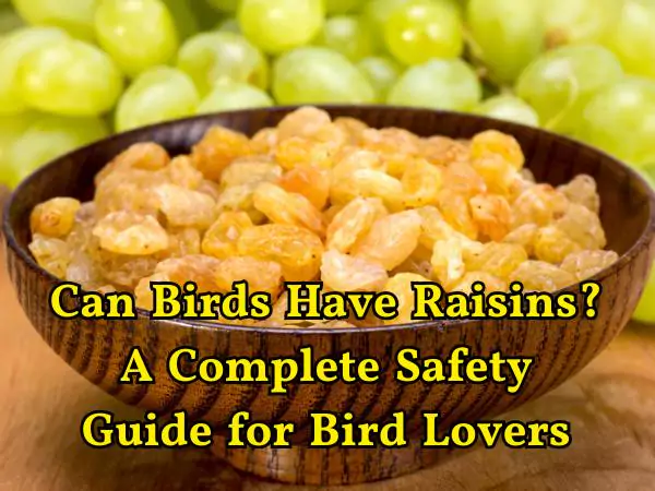 can birds have raisins
