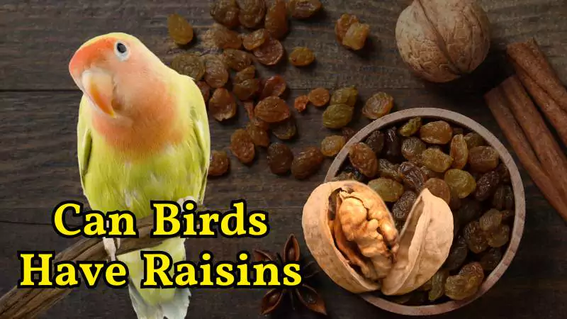 can birds have raisins