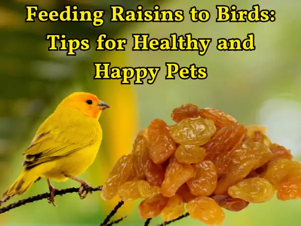 can birds have raisins